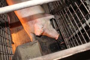 Farrowing crates at Willawa Piggery NSW - Australian pig farming - Captured at Willawa Piggery, Grong Grong NSW Australia.