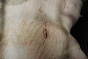 Sow with cuts and scratches - Australian pig farming - Captured at Nambeelup Piggery, Nambeelup WA Australia.