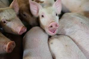 Weaner piglets - Australian pig farming - Captured at Yelmah Piggery, Magdala SA Australia.