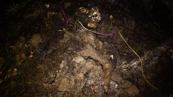 Pile of dead pigs outside - Australian pig farming - Captured at Yelmah Piggery, Magdala SA Australia.