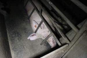 Farrowing crates at Deni Piggery NSW - Australian pig farming - Captured at Deni Piggery, Deniliquin NSW Australia.