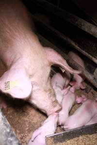 Farrowing crates at Girgarre Piggery VIC - Australian pig farming - Captured at Girgarre Piggery, Kyabram VIC Australia.