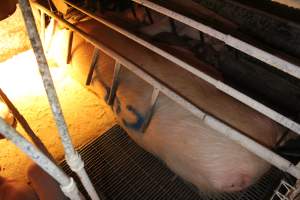 Sow with 'cull' spray-painted on her back - Australian pig farming - Captured at St Arnaud Piggery Units 2 & 3, St Arnaud VIC Australia.