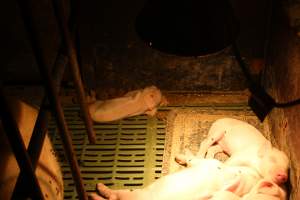 Farrowing crates at Bungowannah Piggery NSW - Australian pig farming - Captured at Bungowannah Piggery, Bungowannah NSW Australia.