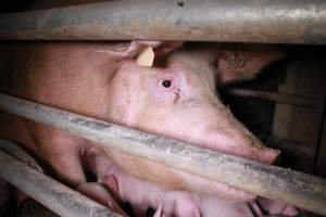 Farrowing crates at Girgarre Piggery VIC - Australian pig farming - Captured at Girgarre Piggery, Kyabram VIC Australia.