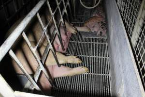 Farrowing crates at Huntly Piggery NSW - Australian pig farming - Captured at Huntly Piggery, Huntly North VIC Australia.