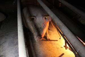 Farrowing crates at Deni Piggery NSW - Australian pig farming - Captured at Deni Piggery, Deniliquin NSW Australia.