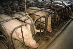 Sow stalls at Dublin Piggery SA - Australian pig farming - Captured at Dublin Piggery, Dublin SA Australia.