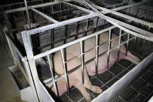 Farrowing crates at Huntly Piggery NSW - Australian pig farming - Captured at Huntly Piggery, Huntly North VIC Australia.