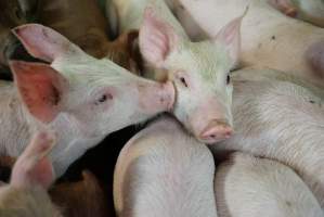 Weaner piglets - Australian pig farming - Captured at Yelmah Piggery, Magdala SA Australia.