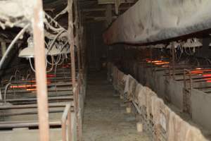 Farrowing crates at Korunye Park Piggery SA - Australian pig farming - Captured at Korunye Park Piggery, Korunye SA Australia.