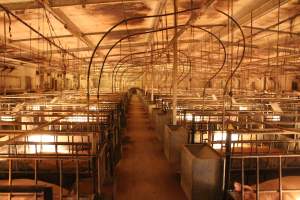 Looking down aisle of farrowing shed - Australian pig farming - Captured at St Arnaud Piggery Units 2 & 3, St Arnaud VIC Australia.