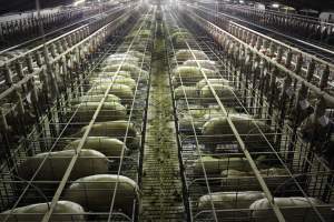 Wide view of huge sow stall shed from above - Australian pig farming - Captured at Grong Grong Piggery, Grong Grong NSW Australia.