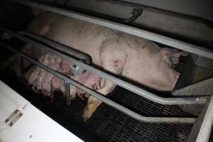 Farrowing crates at Sheaoak Piggery SA - Australian pig farming - Captured at Sheaoak Piggery, Shea-Oak Log SA Australia.