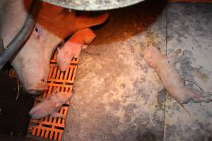 Farrowing crates at Wasleys Piggery SA - Australian pig farming - Captured at Wasleys Piggery, Pinkerton Plains SA Australia.