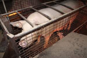 Farrowing crates at Willawa Piggery NSW - Australian pig farming - Captured at Willawa Piggery, Grong Grong NSW Australia.