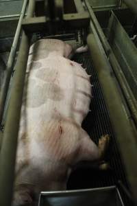 Sow with cuts and scratches - Australian pig farming - Captured at Nambeelup Piggery, Nambeelup WA Australia.