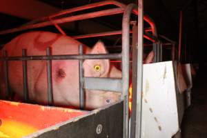 Farrowing crates at Wasleys Tailem Bend Piggery SA - Australian pig farming - Captured at Tailem Bend Piggery, Tailem Bend SA Australia.