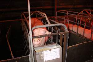 Farrowing crates at Wasleys Tailem Bend Piggery SA - Australian pig farming - Captured at Tailem Bend Piggery, Tailem Bend SA Australia.