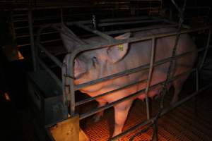 Farrowing crates at Wasleys Piggery SA - Australian pig farming - Captured at Wasleys Piggery, Pinkerton Plains SA Australia.