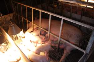 Farrowing crates at St Arnaud Piggery VIC - Australian pig farming - Captured at St Arnaud Piggery Units 2 & 3, St Arnaud VIC Australia.