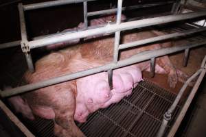 Farrowing crates at Girgarre Piggery VIC - Australian pig farming - Captured at Girgarre Piggery, Girgarre VIC Australia.