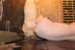 Farrowing crates at Bungowannah Piggery NSW - Australian pig farming - Captured at Bungowannah Piggery, Bungowannah NSW Australia.