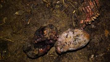 Pile of dead pigs outside - Australian pig farming - Captured at Yelmah Piggery, Magdala SA Australia.