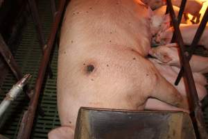 Sow with pressure sore - Australian pig farming - Captured at Bungowannah Piggery, Bungowannah NSW Australia.