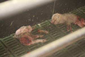 Half-eaten piglets - Australian pig farming - Captured at Andgar Piggery, Dublin SA Australia.