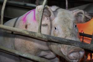 Farrowing crates at Korunye Park Piggery SA - Australian pig farming - Captured at Korunye Park Piggery, Korunye SA Australia.