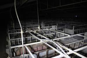 Farrowing crates at Huntly Piggery NSW - Australian pig farming - Captured at Huntly Piggery, Huntly North VIC Australia.