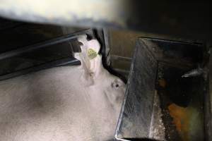 Farrowing crates at Deni Piggery NSW - Australian pig farming - Captured at Deni Piggery, Deniliquin NSW Australia.