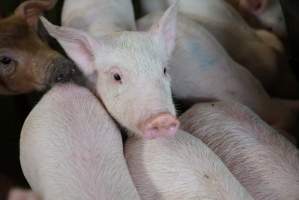 Weaner piglets - Australian pig farming - Captured at Yelmah Piggery, Magdala SA Australia.