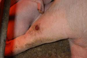 Sow with leg wound - Australian pig farming - Captured at Finniss Park Piggery, Mannum SA Australia.