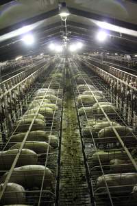 Wide view of huge sow stall shed from above - Australian pig farming - Captured at Grong Grong Piggery, Grong Grong NSW Australia.