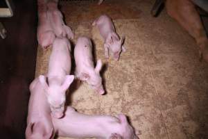 Farrowing crates at Girgarre Piggery VIC - Australian pig farming - Captured at Girgarre Piggery, Girgarre VIC Australia.