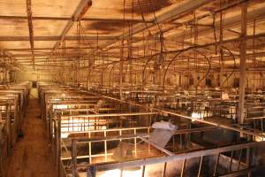 Farrowing crates at St Arnaud Piggery VIC - Australian pig farming - Captured at St Arnaud Piggery Units 2 & 3, St Arnaud VIC Australia.