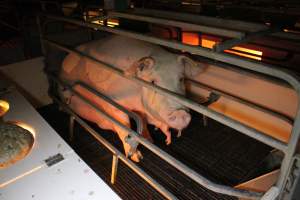 Farrowing crates at Sheaoak Piggery SA - Australian pig farming - Captured at Sheaoak Piggery, Shea-Oak Log SA Australia.