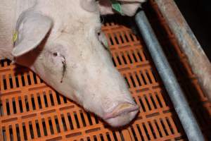 Farrowing crates at Wasleys Piggery SA - Australian pig farming - Captured at Wasleys Piggery, Pinkerton Plains SA Australia.