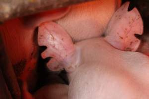 Farrowing crates at Finniss Park Piggery SA - Australian pig farming - Captured at Finniss Park Piggery, Mannum SA Australia.