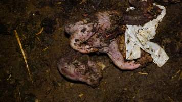 Pile of dead pigs outside - Australian pig farming - Captured at Yelmah Piggery, Magdala SA Australia.