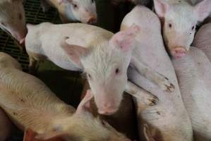 Weaner piglets - Australian pig farming - Captured at Yelmah Piggery, Magdala SA Australia.