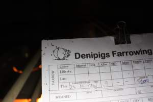 Denipigs farrowing card - Australian pig farming - Captured at Deni Piggery, Deniliquin NSW Australia.