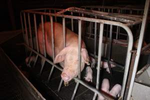 Farrowing crates at Wasleys Tailem Bend Piggery SA - Australian pig farming - Captured at Tailem Bend Piggery, Tailem Bend SA Australia.