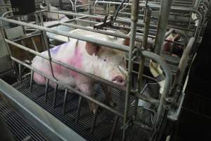 Farrowing crates at Nambeelup Piggery WA - Australian pig farming - Captured at Nambeelup Piggery, Nambeelup WA Australia.