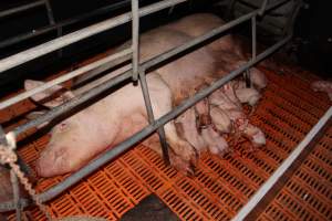 Farrowing crates at Wasleys Piggery SA - Australian pig farming - Captured at Wasleys Piggery, Pinkerton Plains SA Australia.