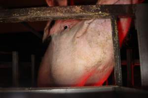 Farrowing crates at Wasleys Tailem Bend Piggery SA - Australian pig farming - Captured at Tailem Bend Piggery, Tailem Bend SA Australia.
