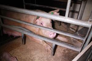 Farrowing crates at Girgarre Piggery VIC - Australian pig farming - Captured at Girgarre Piggery, Girgarre VIC Australia.