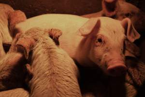 Piglets with mange - Australian pig farming - Captured at Korunye Park Piggery, Korunye SA Australia.